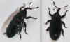 Aulacobaris sp.